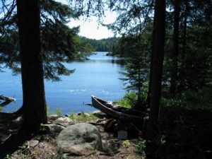 Tranquil MN woods landscape